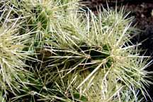 Cholla "Teddy Bear" cactus